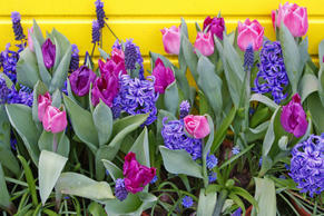 Garden_flowers_w300